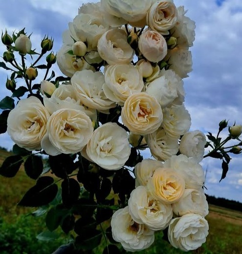 Ліниві